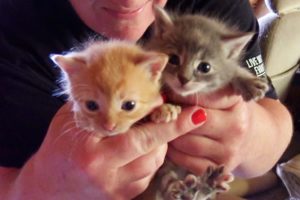 6 Kittens Rescued From Abandoned Property