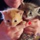 6 Kittens Rescued From Abandoned Property