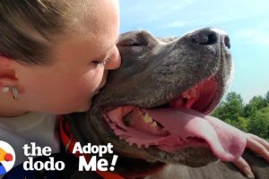 85-Pound Cane Corso Worked SO Hard To Be A Good Girl | The Dodo Adopt Me!