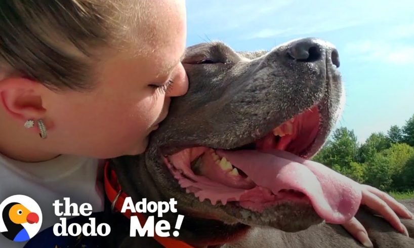 85-Pound Cane Corso Worked SO Hard To Be A Good Girl | The Dodo Adopt Me!