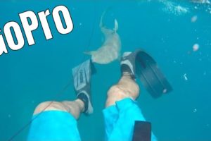 8ft Shark Attacks ?& Bites Spearfishing | NEAR DEATH EXPERIENCE captured by GoPRO |2017
