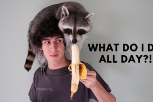 A Day in the Life of a Pet Raccoon