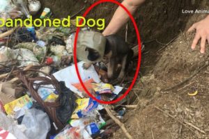 A Homeless Dog Living In a Trash Pile Gets Rescued |Love Animal Wold