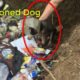 A Homeless Dog Living In a Trash Pile Gets Rescued |Love Animal Wold