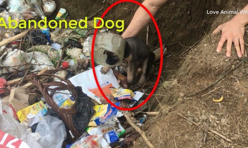 A Homeless Dog Living In a Trash Pile Gets Rescued |Love Animal Wold