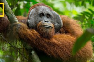 A Rare Look at the Secret Life of Orangutans | Short Film Showcase