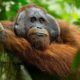 A Rare Look at the Secret Life of Orangutans | Short Film Showcase