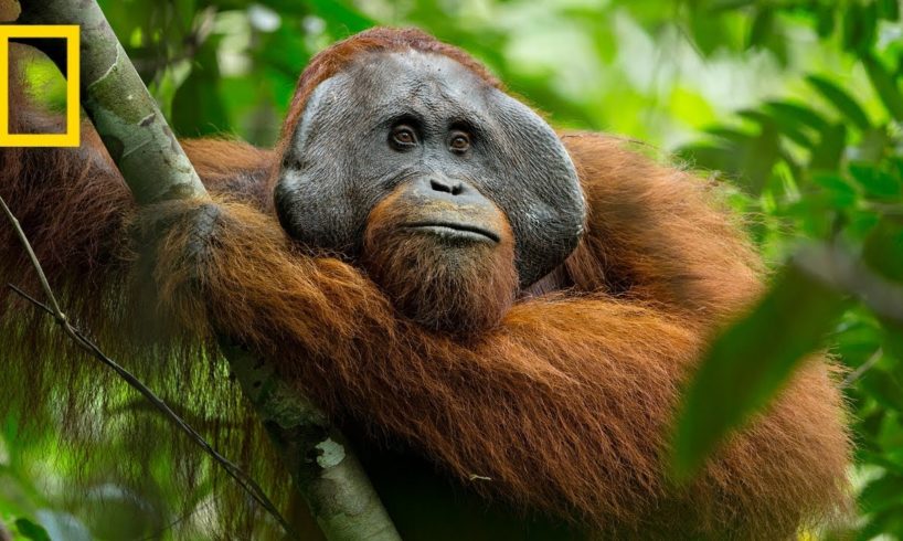 A Rare Look at the Secret Life of Orangutans | Short Film Showcase