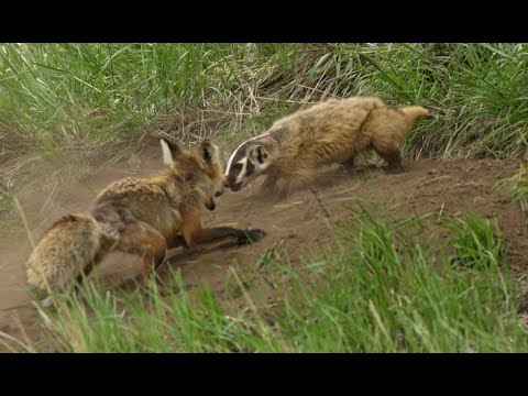 A fox and a badger fight in Yellowstone - the whole story