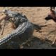 AMAZING - Dogs vs Crocodile Giant ,  Dog vs Bear - Crazy Animal Fight To Death