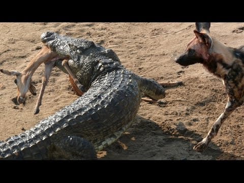 AMAZING - Dogs vs Crocodile Giant ,  Dog vs Bear - Crazy Animal Fight To Death
