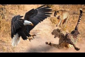 AMAZING PANTHER,LION CATCH ON CAM, WILD ANIMAL FIGHT