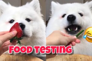 ASMR Dog Reviewing Different Types of Food #2 I MAYASMR