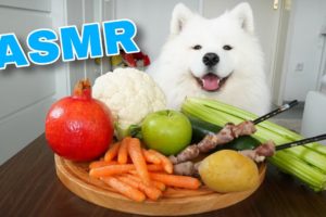 ASMR Dog Reviewing Different Types of Food #4 I MAYASMR