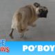 Abandoned Pug needs your help with finding a loving forever home.