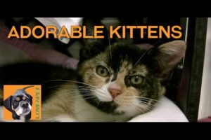 Adorable Shelter Kittens from Northeast Animal Shelter