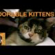 Adorable Shelter Kittens from Northeast Animal Shelter