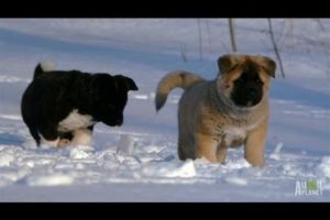 Akita Puppies Play in the Snow | Too Cute!