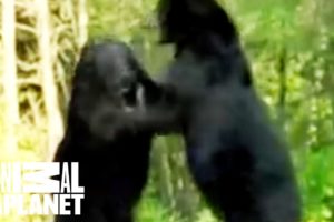 Alligator vs. Black Bear | Animal Face-Off