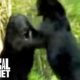 Alligator vs. Black Bear | Animal Face-Off