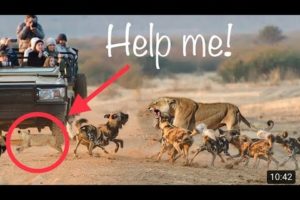 Amazing Mother Lions Rescued Her Baby from Wild Dogs | Gvid Animals TV