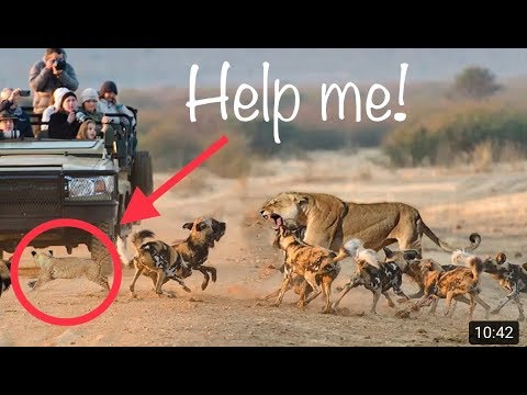 Amazing Mother Lions Rescued Her Baby from Wild Dogs | Gvid Animals TV