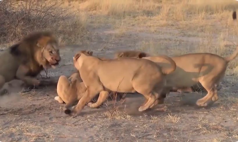 Amazing Wild Animal Attacks Compilation - Lion, Crocodile, Elephant, Hyna, Buffalo, Zebra