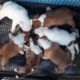 American bully cute puppies | FEEDING time 5 weeks old