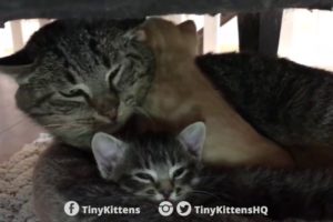 Ancient battle-scarred feral cat meets tiny kittens