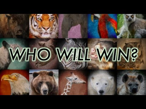 Animal Fight Championship - Round 1!
