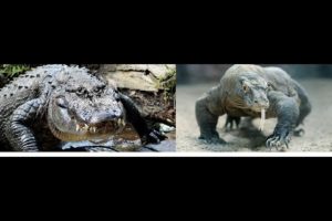 Animal Fight Club Season 3 Episode 9: U.S. American Alligator Vs Komodo Dragon