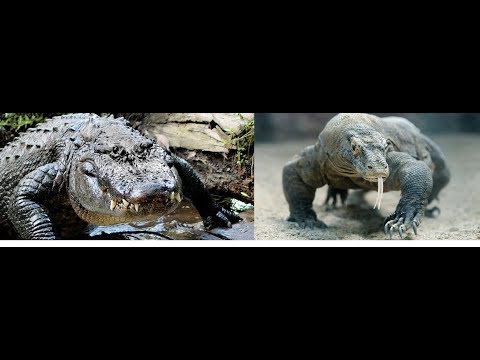 Animal Fight Club Season 3 Episode 9: U.S. American Alligator Vs Komodo Dragon