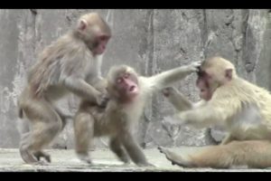 Animal Fight compilation