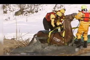 Animal Rescue: Horse Rescued from a Frozen Pond