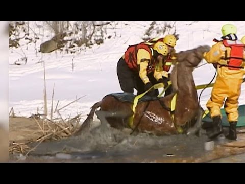 Animal Rescue: Horse Rescued from a Frozen Pond