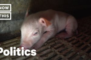 Animal Rights Activists Face 70 Years in Prison for Rescuing Piglets | NowThis