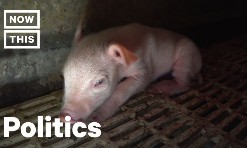 Animal Rights Activists Face 70 Years in Prison for Rescuing Piglets | NowThis