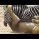 Animal fight amazing video 2019 #TotelOnlineHindi