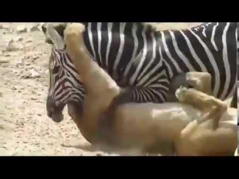 Animal fight amazing video 2019 #TotelOnlineHindi