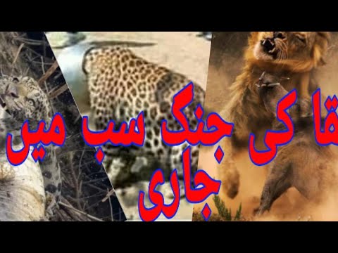 Animal  fight tiger vs tiger animal  reaction