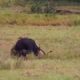 Animal fight?/la femelle buffle qui mettait bas est attaqué par des lions affamés