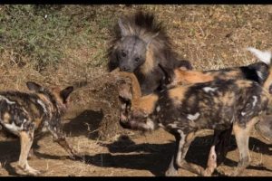 Animal fights - Brown hyena vs leopard and wild dogs