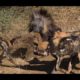 Animal fights - Brown hyena vs leopard and wild dogs