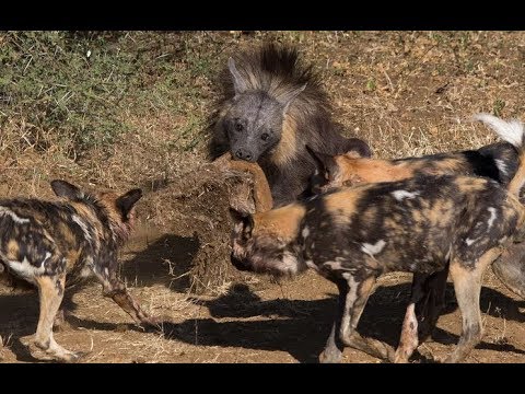 Animal fights - Brown hyena vs leopard and wild dogs