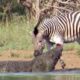 Animal fights   Crocodile vs zebras