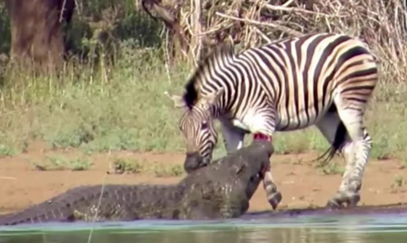 Animal fights   Crocodile vs zebras