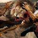 Animal fights : Lions attacks fail ► Wild animal attacks 2016