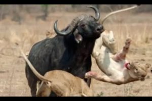 Animals Fight! Buffalo vs Lion Pride