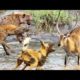 Animals Fighting For Foods Hyenas vs Wild dog _ Moments Of Wild Animal Fights - Animals Documentary