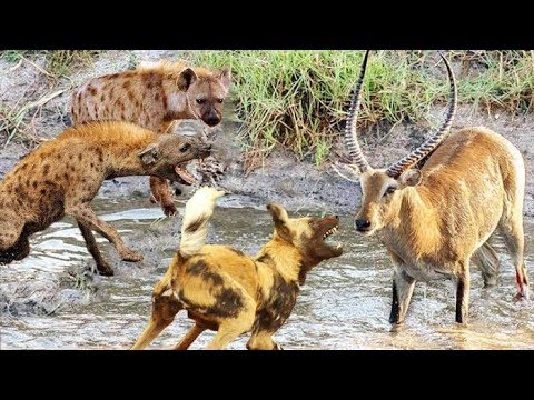 Animals Fighting For Foods Hyenas vs Wild dog _ Moments Of Wild Animal Fights - Animals Documentary